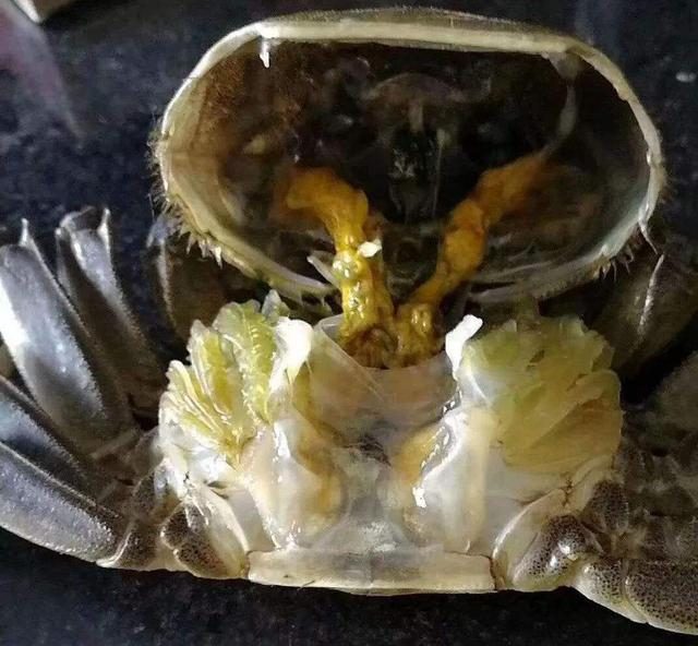 高溫季節河蟹肝臟調理的技術(shù)要求