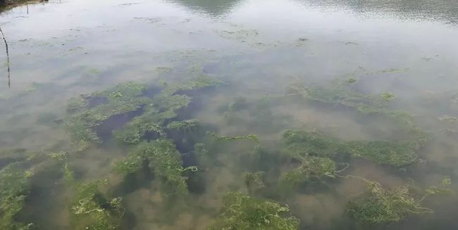 秋冬季節池塘的青苔如何消殺？